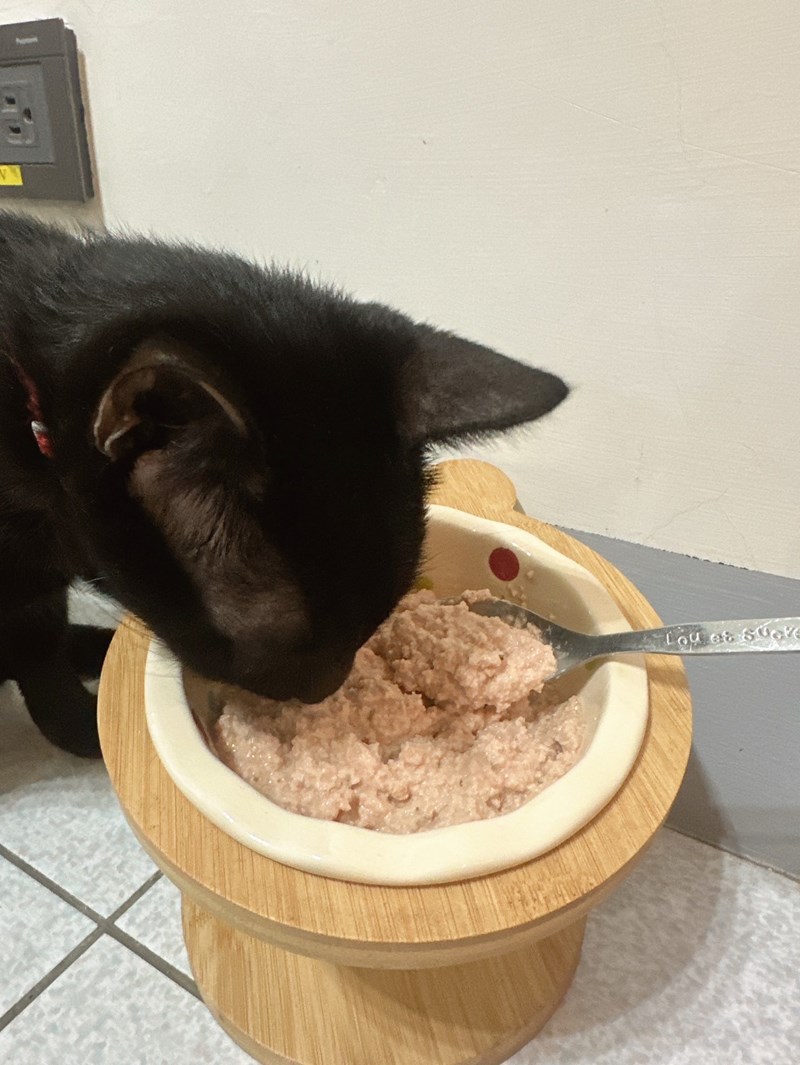 女人知己試用大隊,口碑行銷,部落客行銷,PURRFACT 波菲特貓用主食罐,主食罐,PURRFACT波菲特,貓主食罐,貓罐,PURRFACT波菲特貓用主食罐,魚肉蔓越莓主食罐,鮮嫩雞主食罐,鹿肉雞肉主食罐,牛肉鵪鶉貓主食罐,干貝蠶蛹配方,鱷魚肉白木耳配方,雞肉魚肉配方,安心鶉配方,評價,體驗,適口性佳,心得,成貓適用,高齡貓適用,質地是慕絲狀